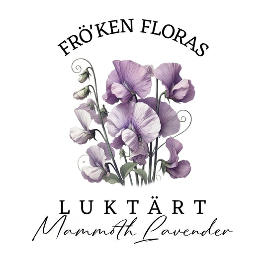 Luktärt "Mammoth lavender"