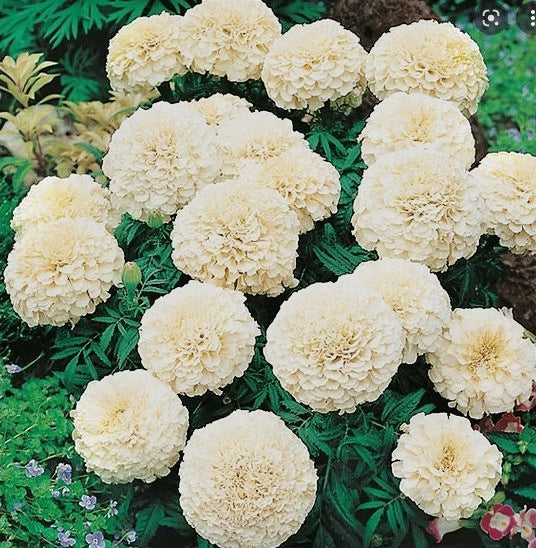Tagetes "Vanilla"