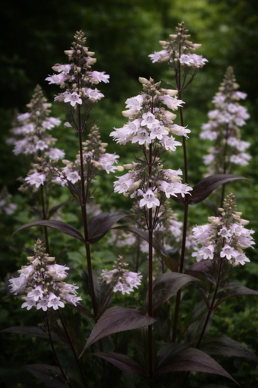 Fingerborgshatt "Mystica"