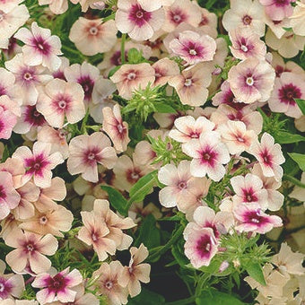 Sommarflox "Cherry caramel"