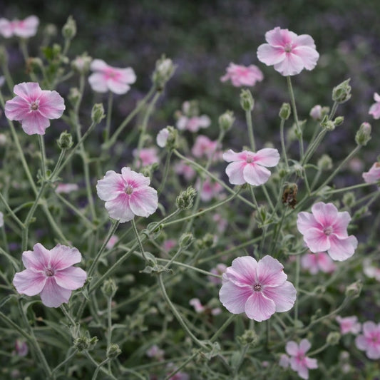 Purpurklätt "Oculata"