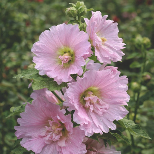 Stockros "Blush pink"