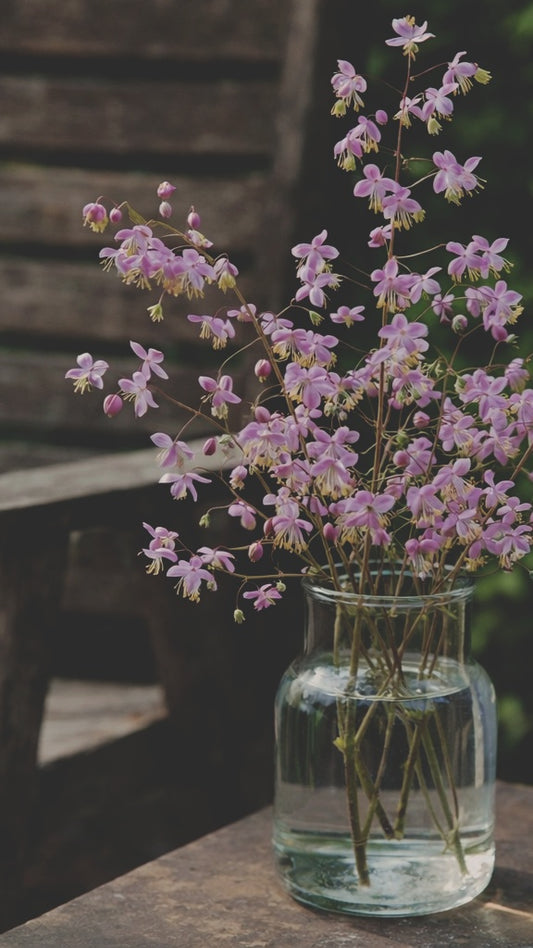 Skuggviolruta "Lavender mist"