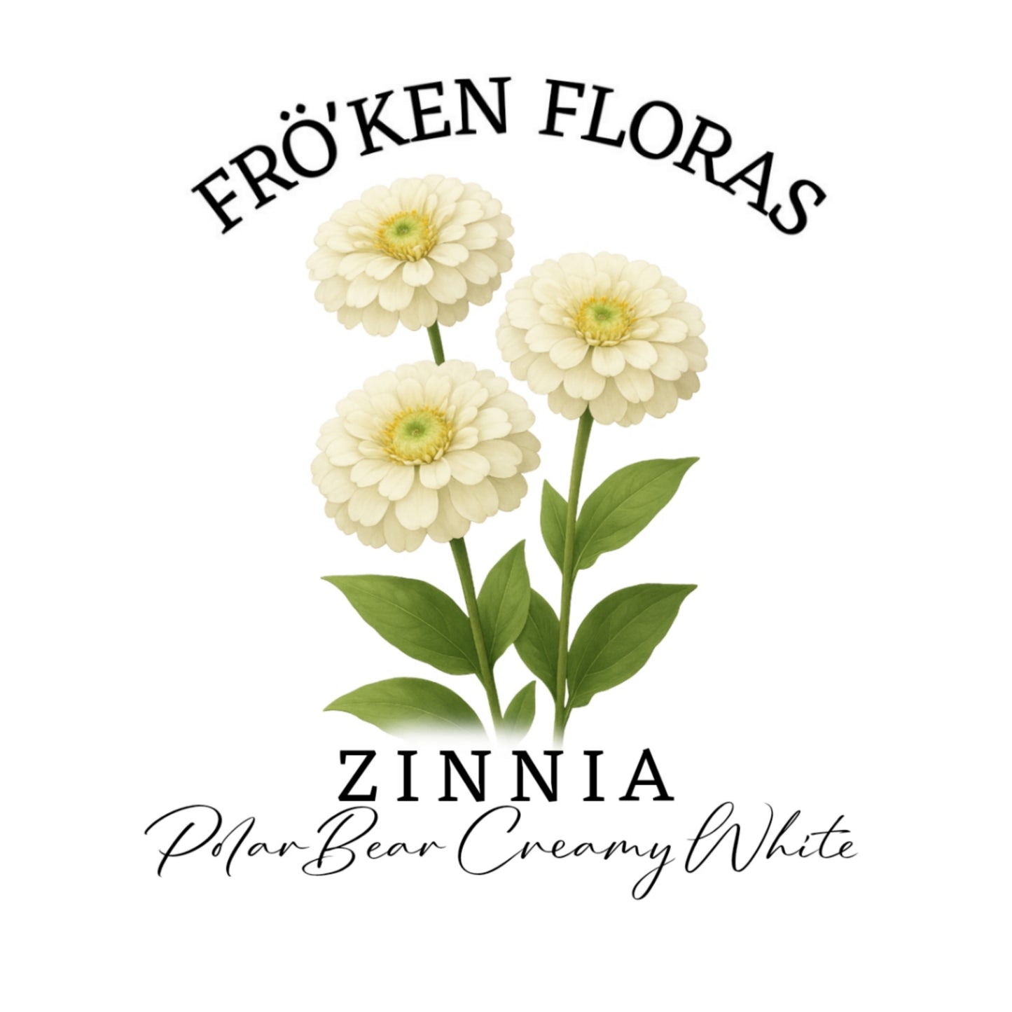 Zinnia "Polar bear creamy white"