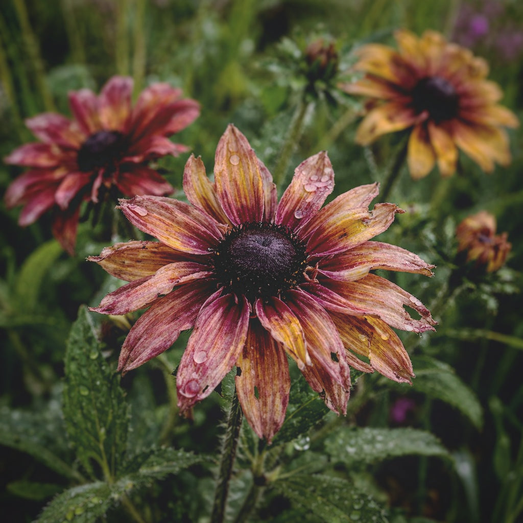 Rudbeckia "Sahara"