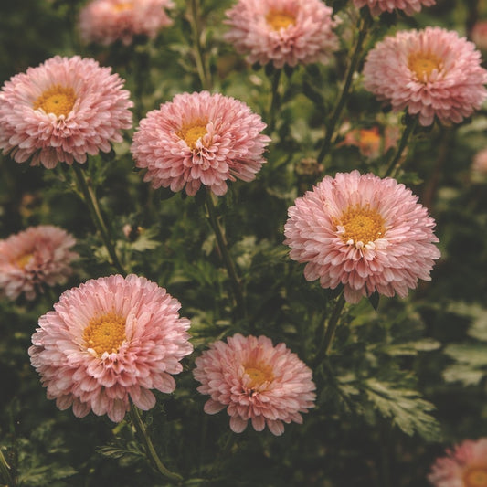 Sommaraster "Matsumoto apricot"