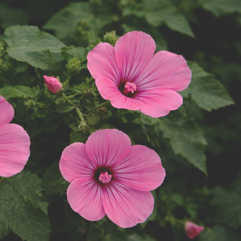 Sommarmalva "Silver cup"