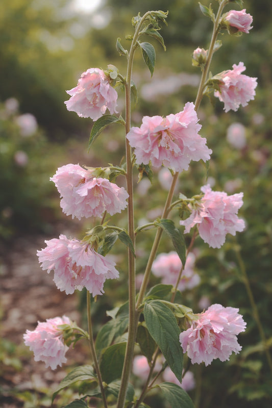 Clarkia "Appleblossom"