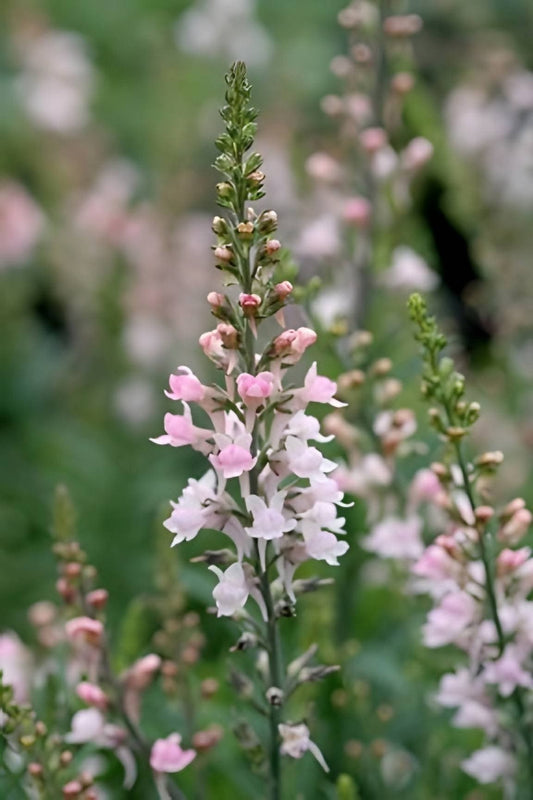 Purpursporre "Canon J. Went"