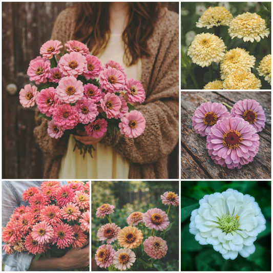 Zinnia "mix"