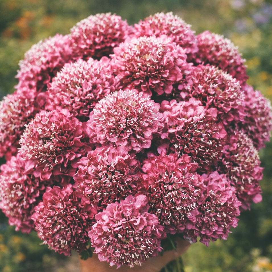 Praktvädd "Salmon rose"