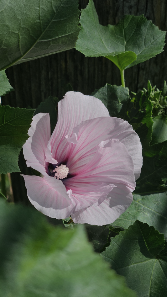 Sommarmalva "Pink regis"