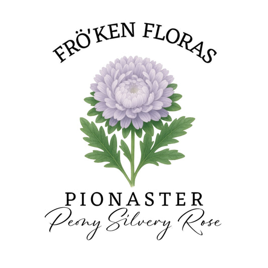 Pionaster "Peony silvery rose"