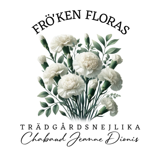 Trädgårdsnejlika "Chabaud Jeanne Dionis"