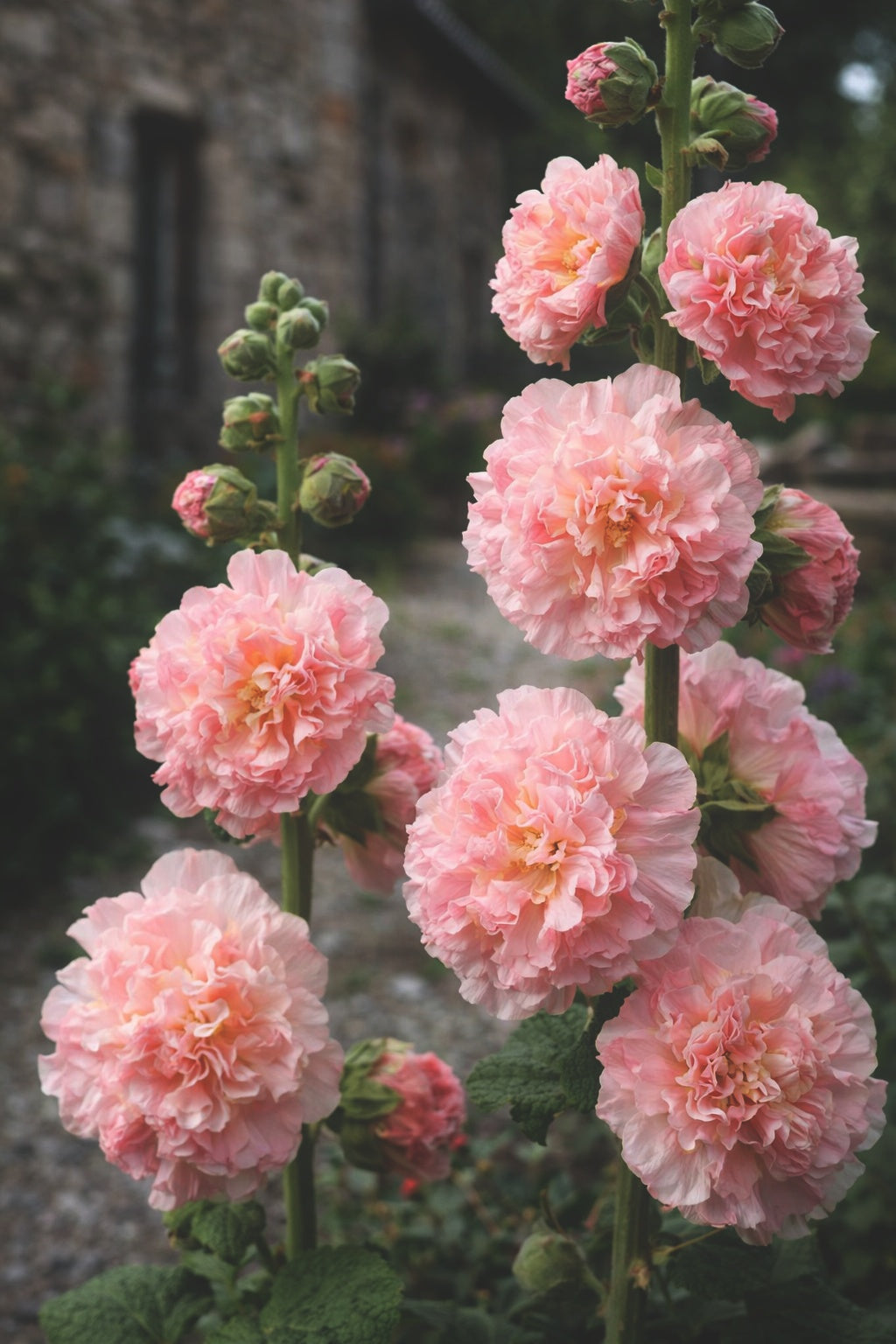 Stockros "Chater's salmon pink"