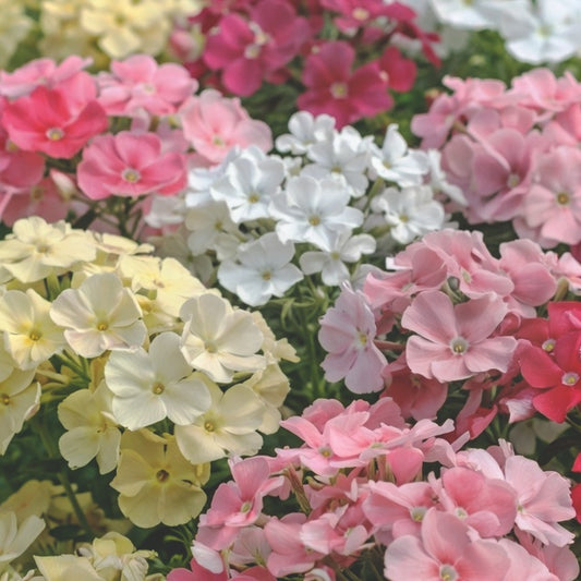 Sommarflox "Beauty coral reef"