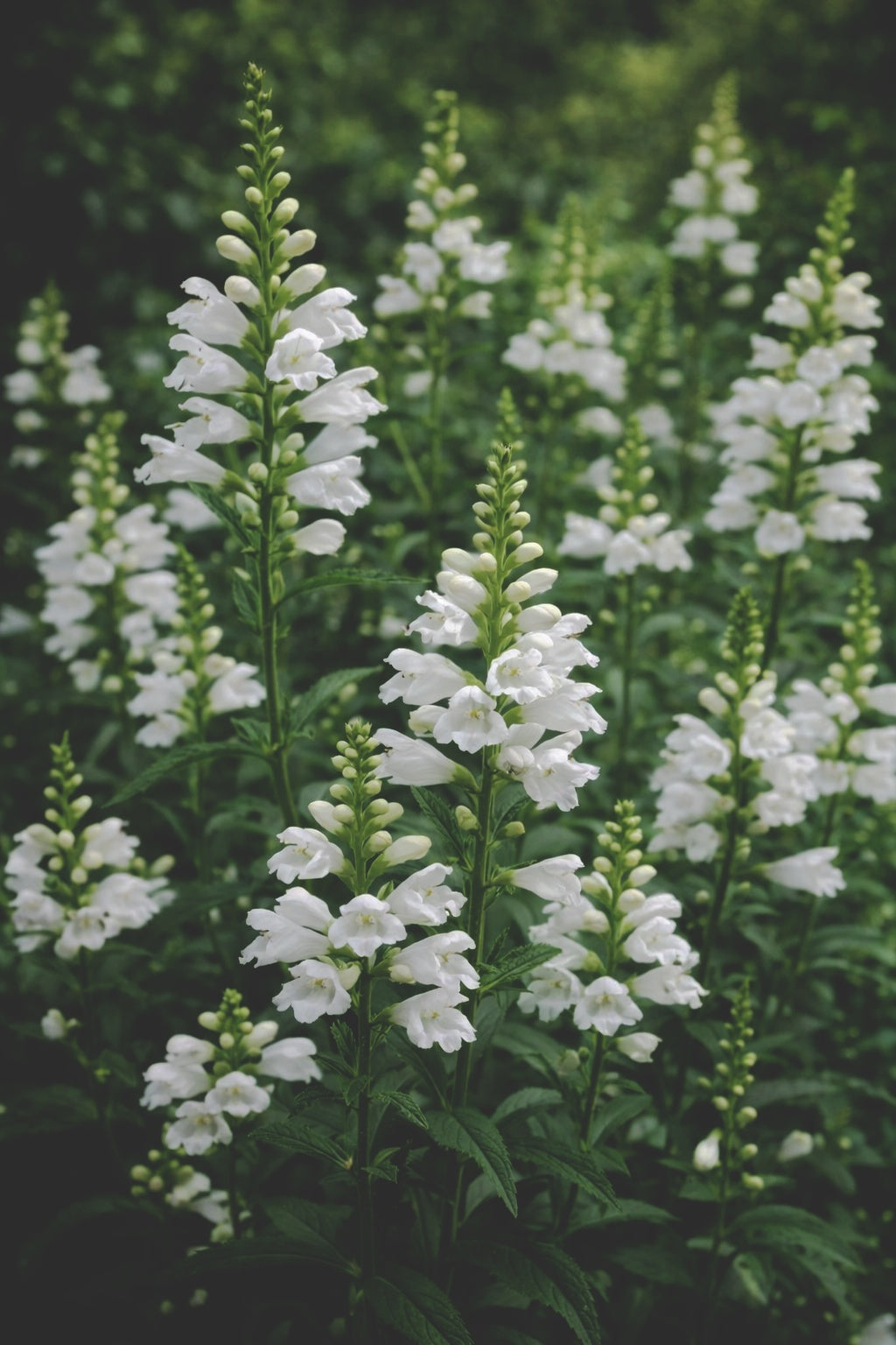 Drakmynta "White"