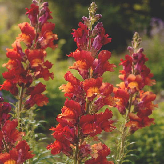 Lejongap "Copper queen"