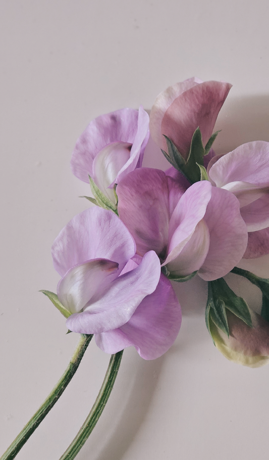 Luktärt "Mammoth lavender"