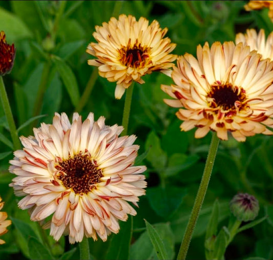 Ringblomma "Pygmy buff"