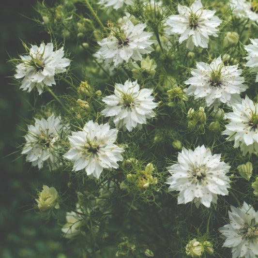 Jungfrun i det gröna "Miss jekyll white"