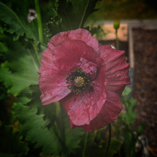 Kornvallmo "Mother of pearl"