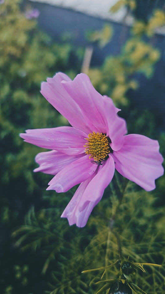 Rosenskära "Sensation pink"