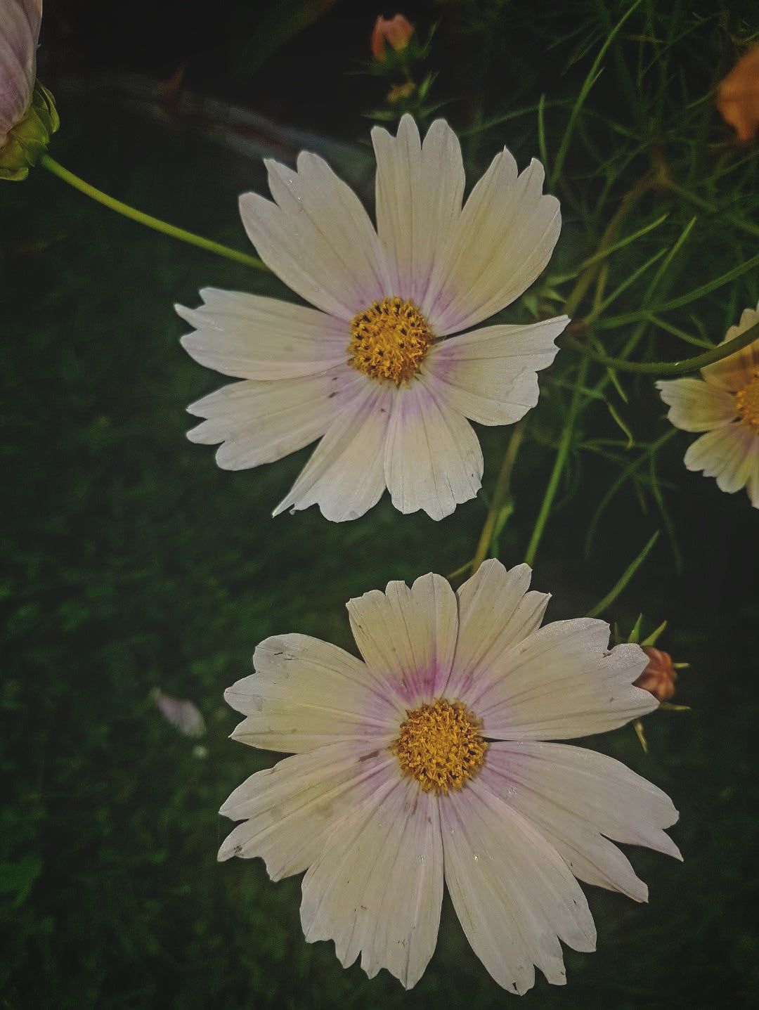 Rosenskära "Apricot lemonade"