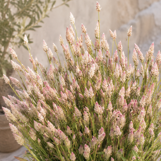 Celosia "Xantippe"