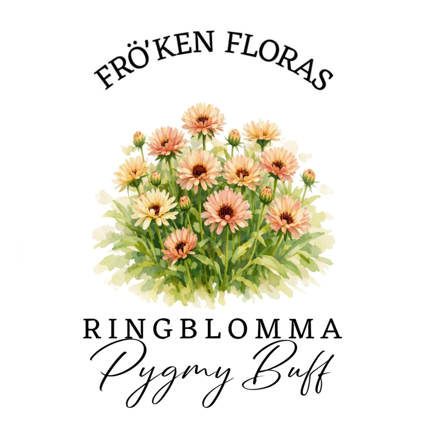 Ringblomma "Pygmy buff"