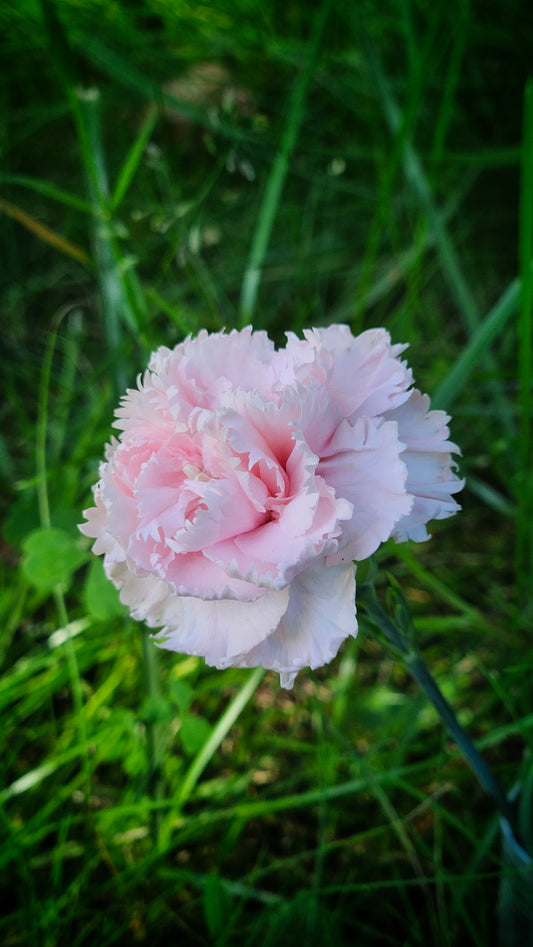 Trädgårdsnejlika "Chabaud La France"