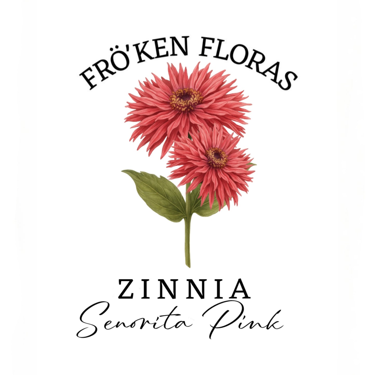 Zinnia "Senorita pink"