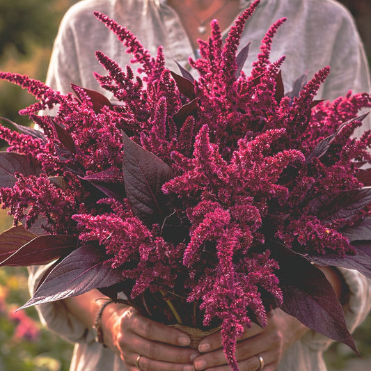 Amarant "Velvet curtains"