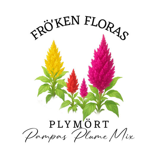 Plymört "Pampas plume mix"
