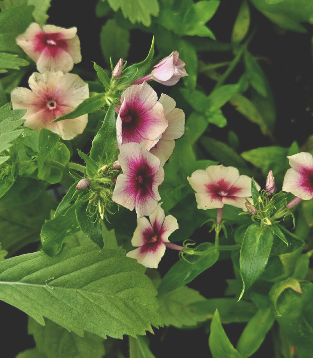 Sommarflox "Cherry caramel"