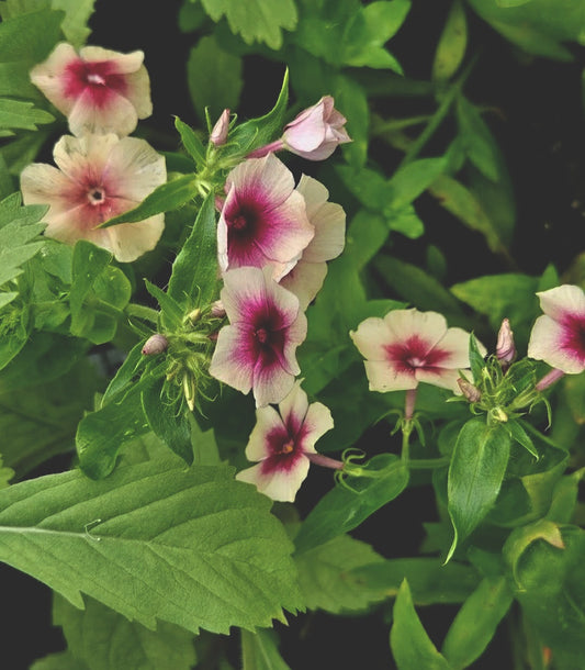 Sommarflox "Cherry caramel"