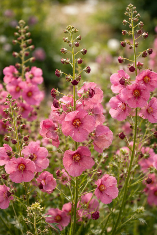 Violkungsljus "Rosetta"