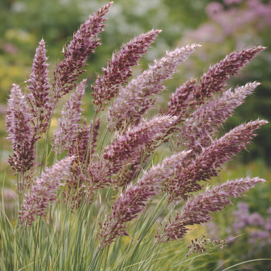 Rubingräs "Karoo queen"