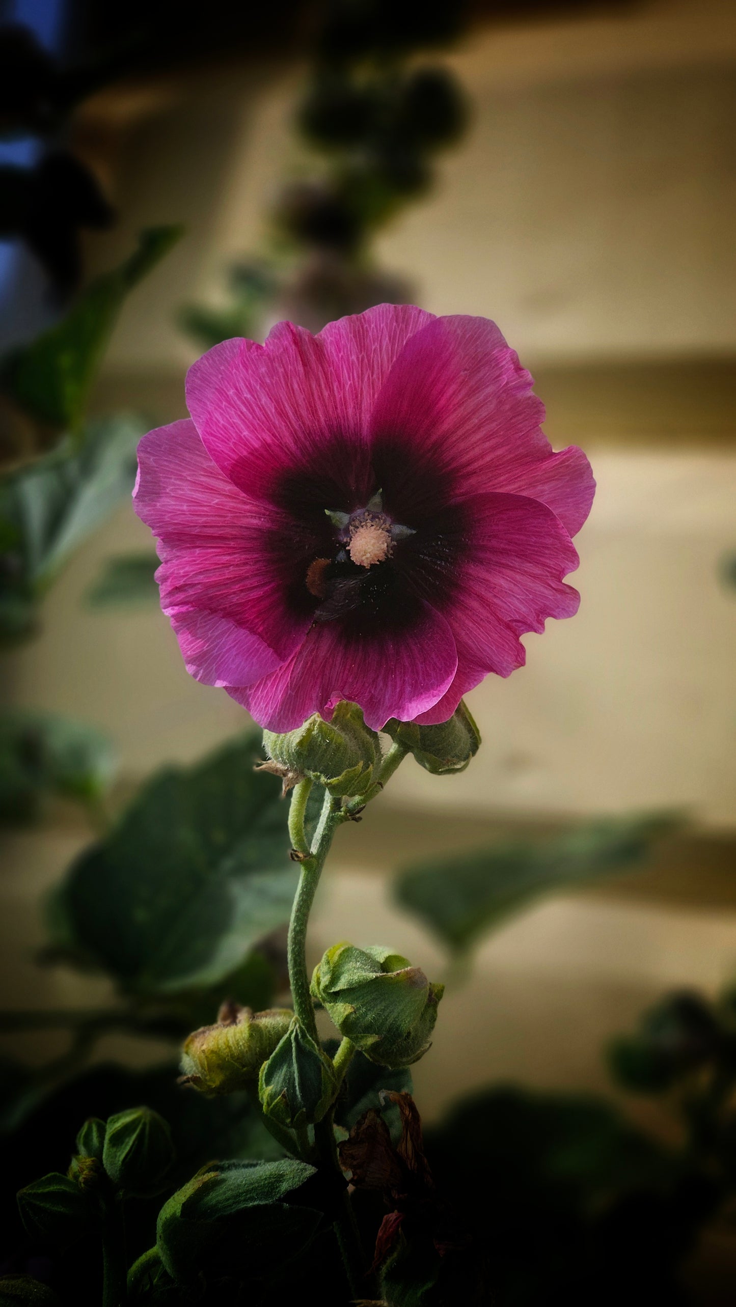 Stockros "Halo cerise"