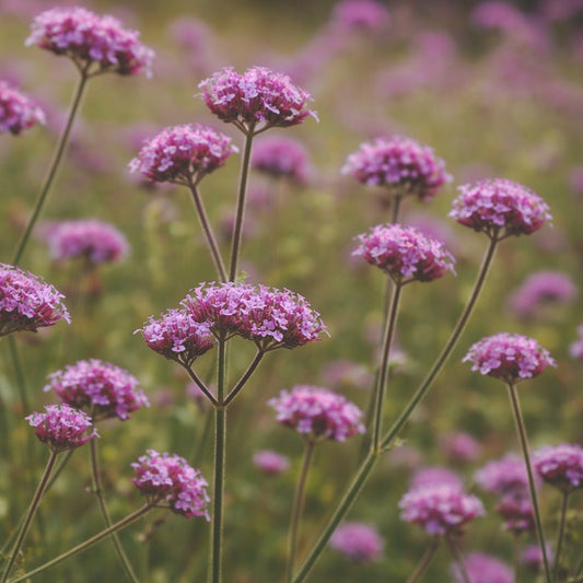 Jätteverbena "Buenos aires"