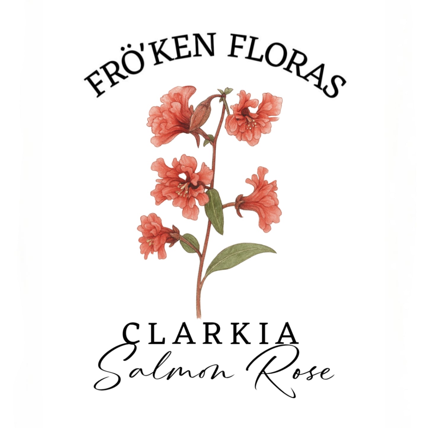 Clarkia "Salmon rose"