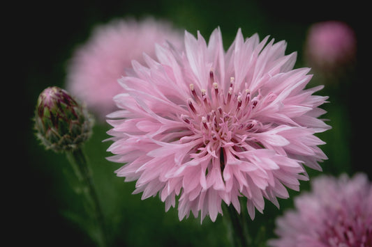 Blåklint "Pinkball"