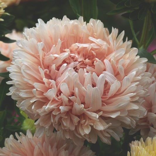 Sommaraster "Kingsize apricot"