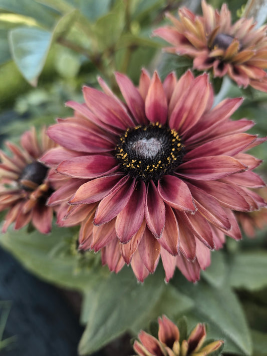 Rudbeckia "Sahara"