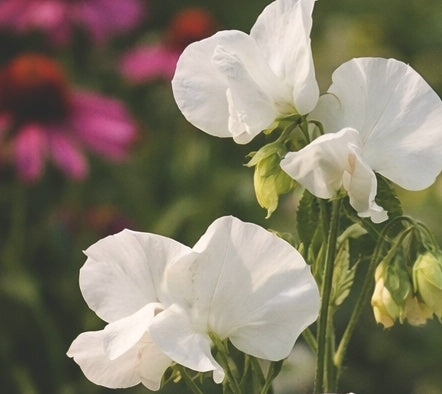 Luktärt "Mammoth White"