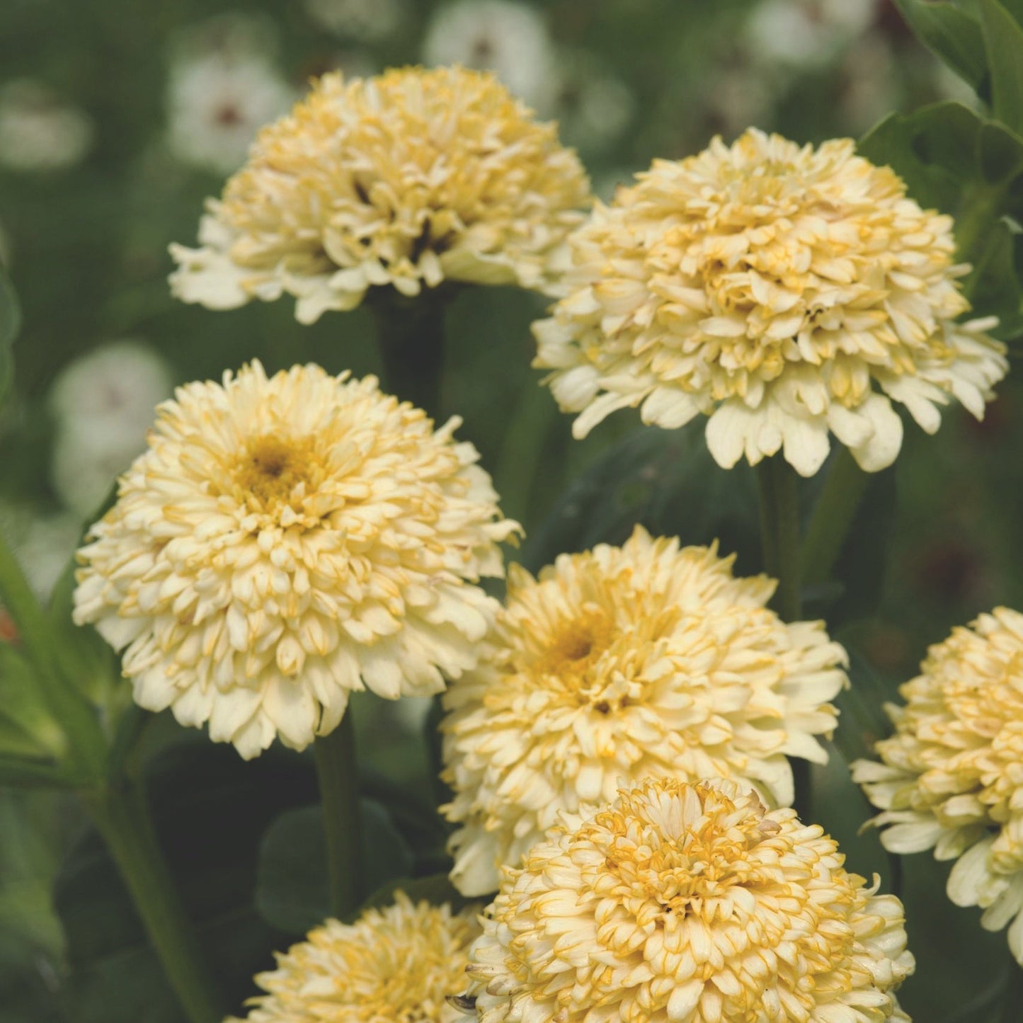 Zinnia "Cresto! cream"