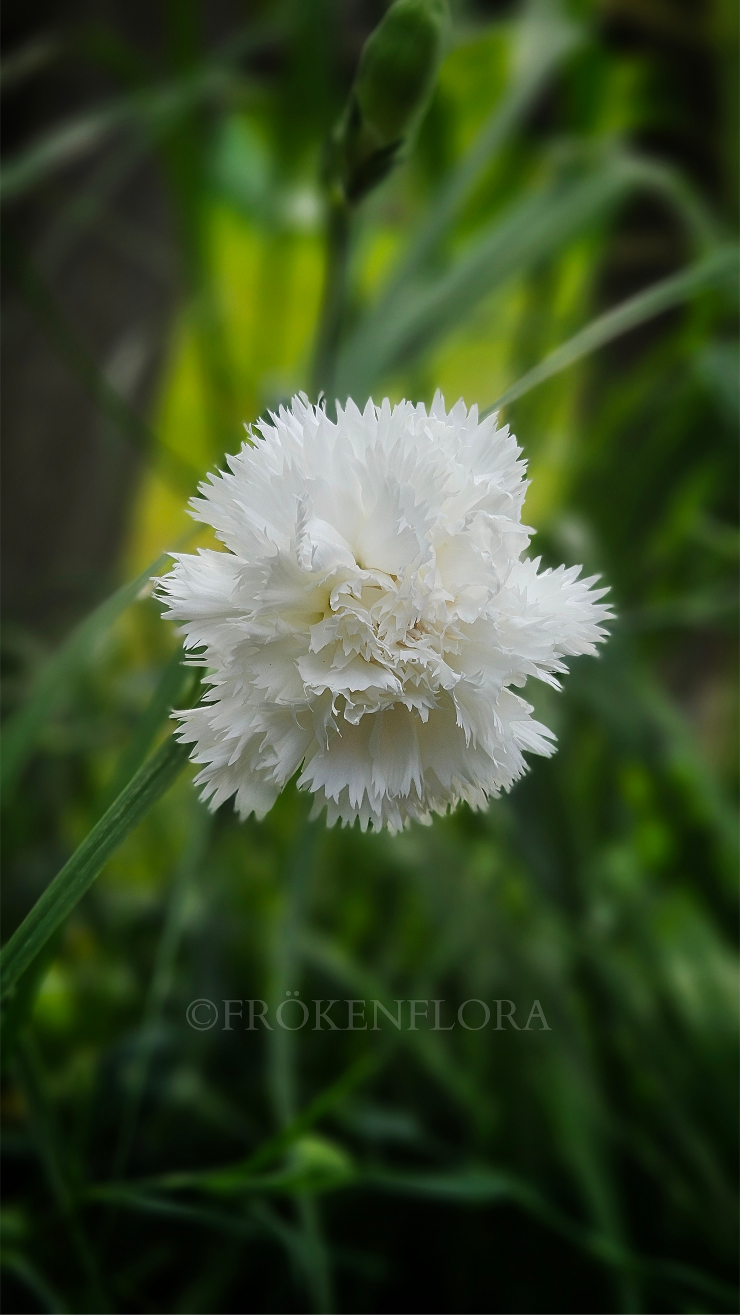 Trädgårdsnejlika "Chabaud Jeanne Dionis White"