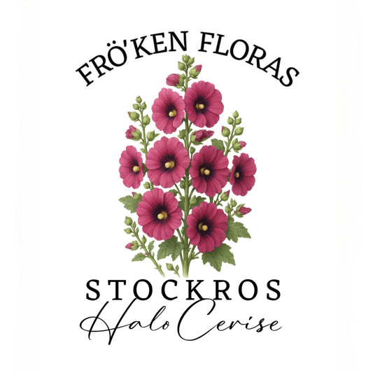 Stockros "Halo cerise"