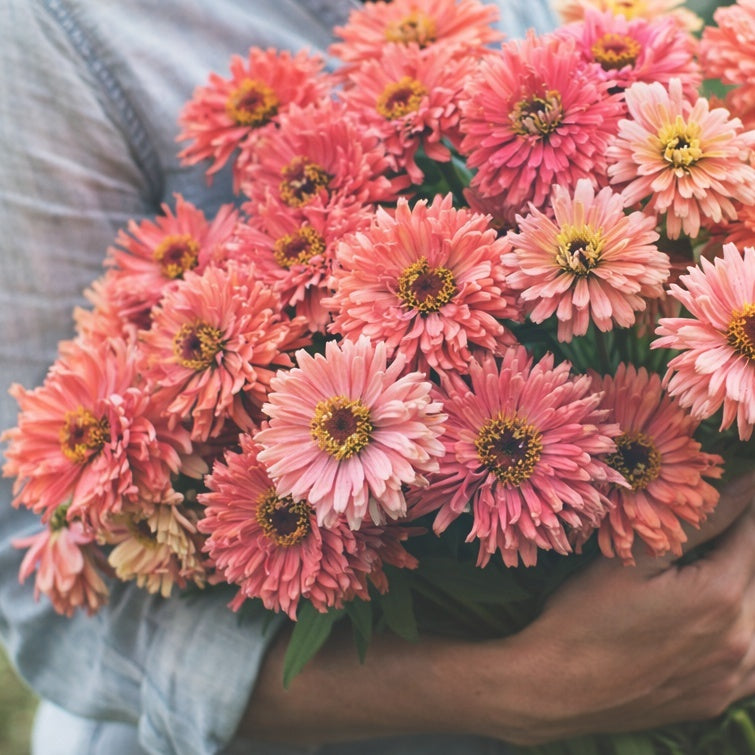 Zinnia "Senorita pink"