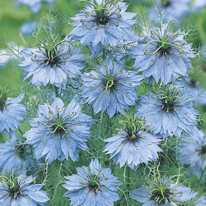 Jungfrun i det gröna "Miss jekyll sky blue"